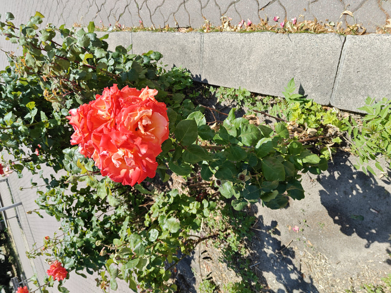 Rosa nana — Bild 2