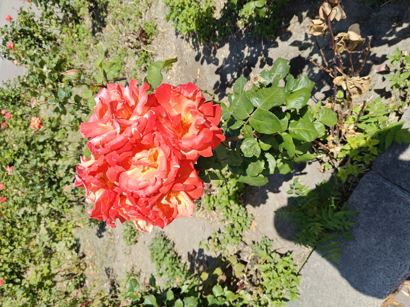 Rosa nana — Bild 3