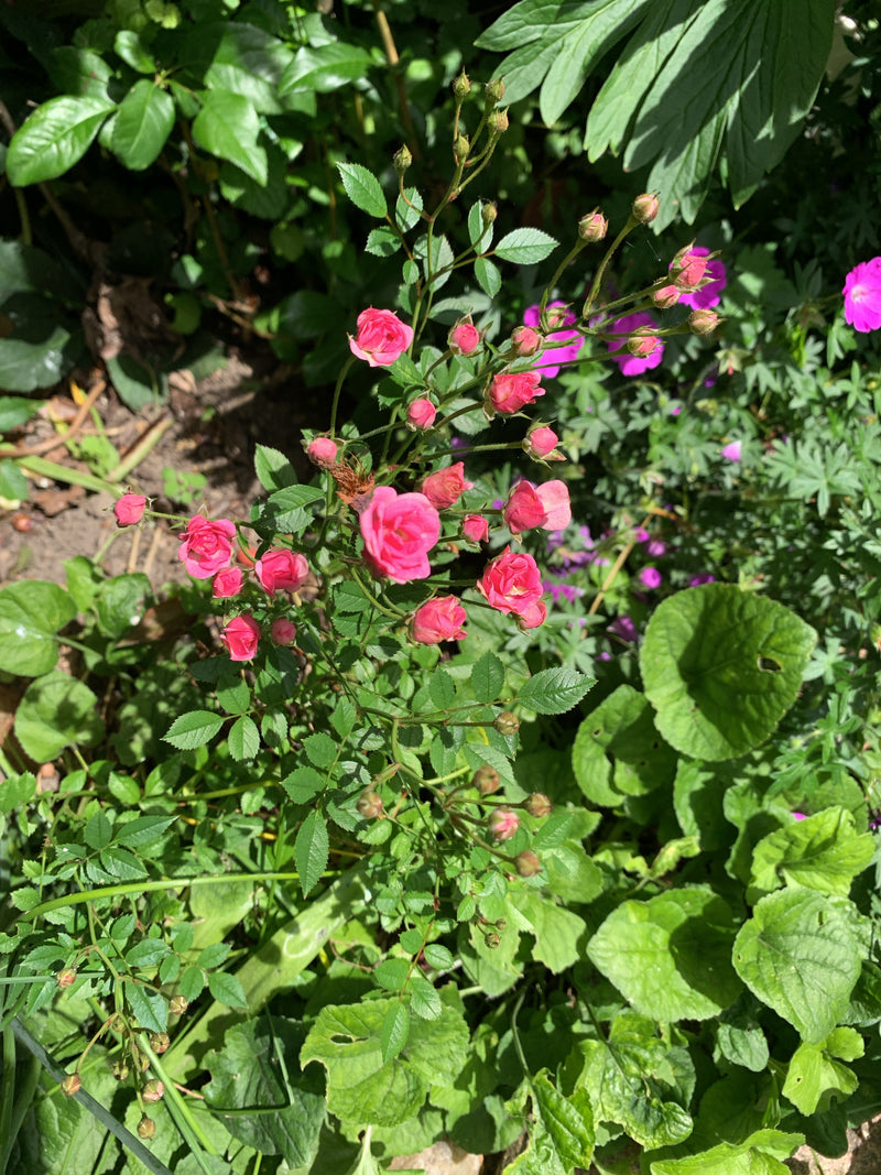 Rosa nana — Bild 1