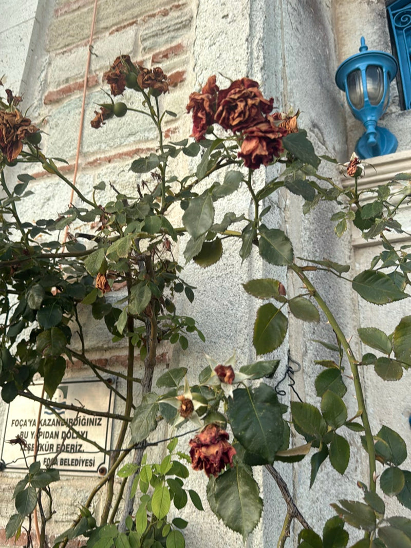 Si vede una rosa cinese con foglie verdi e alcuni fiori appassiti davanti a un muro di pietra chiaro. La pianta cresce vicino a un edificio.