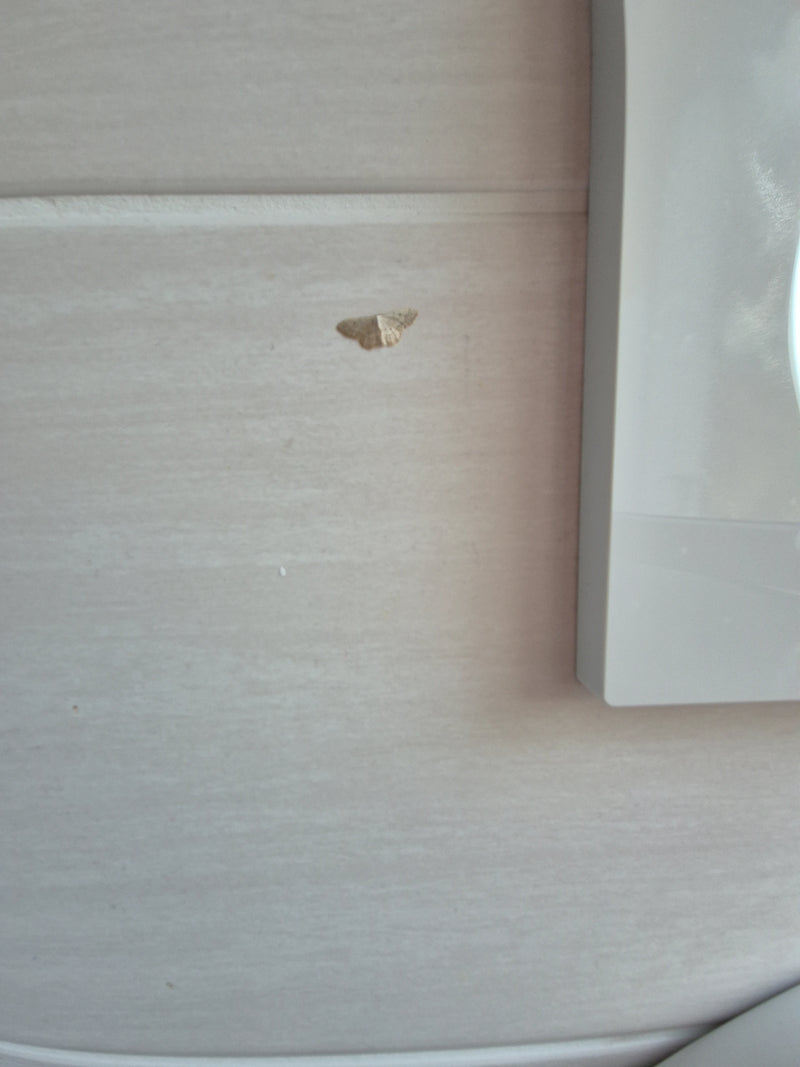 falena nana (genere) — Bild 1