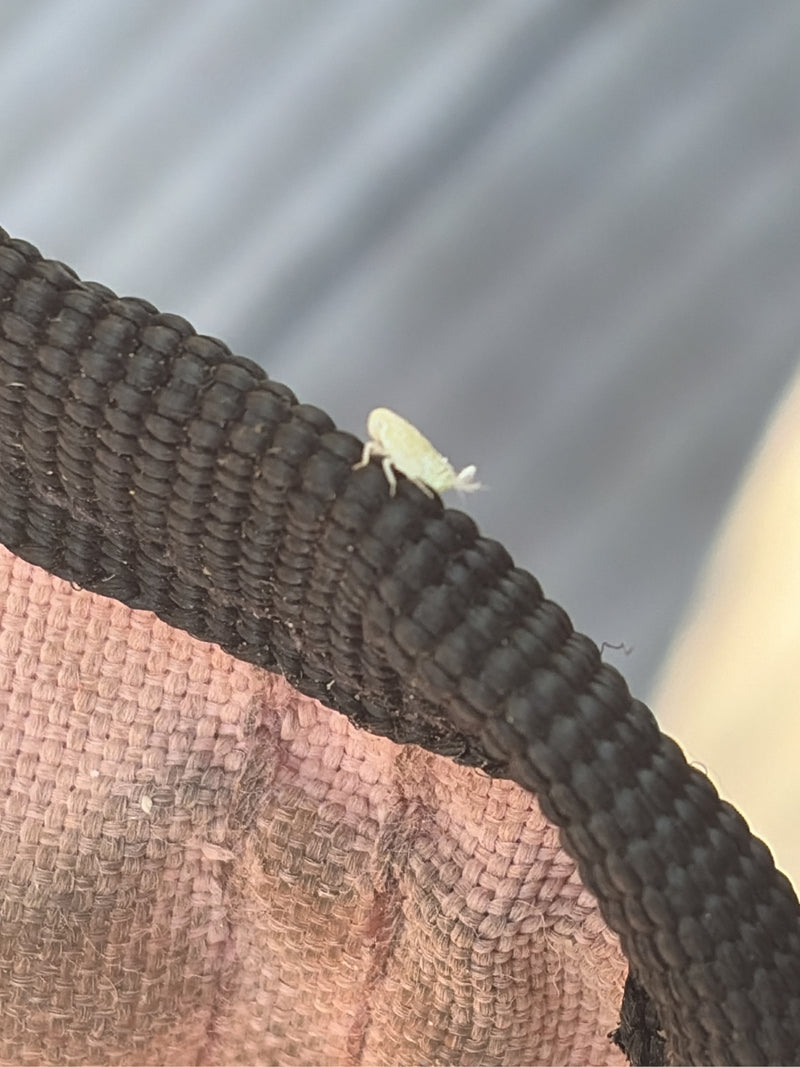 Cicala pigmea — foto 5 di 12