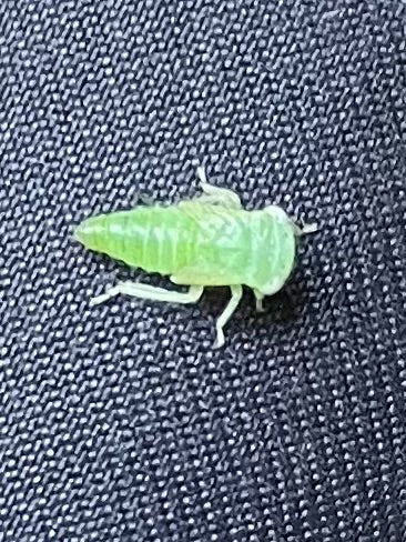 Cicala pigmea — foto 1 di 12