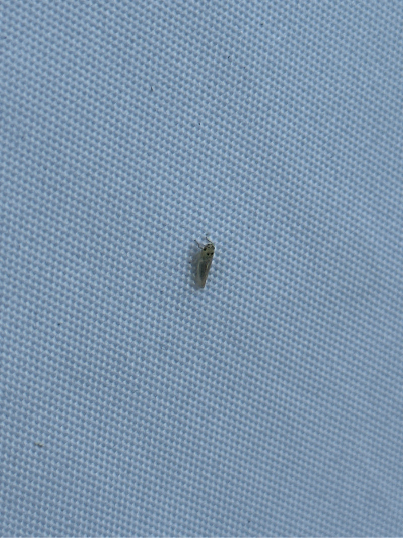 Cicala pigmea — foto 3 di 12