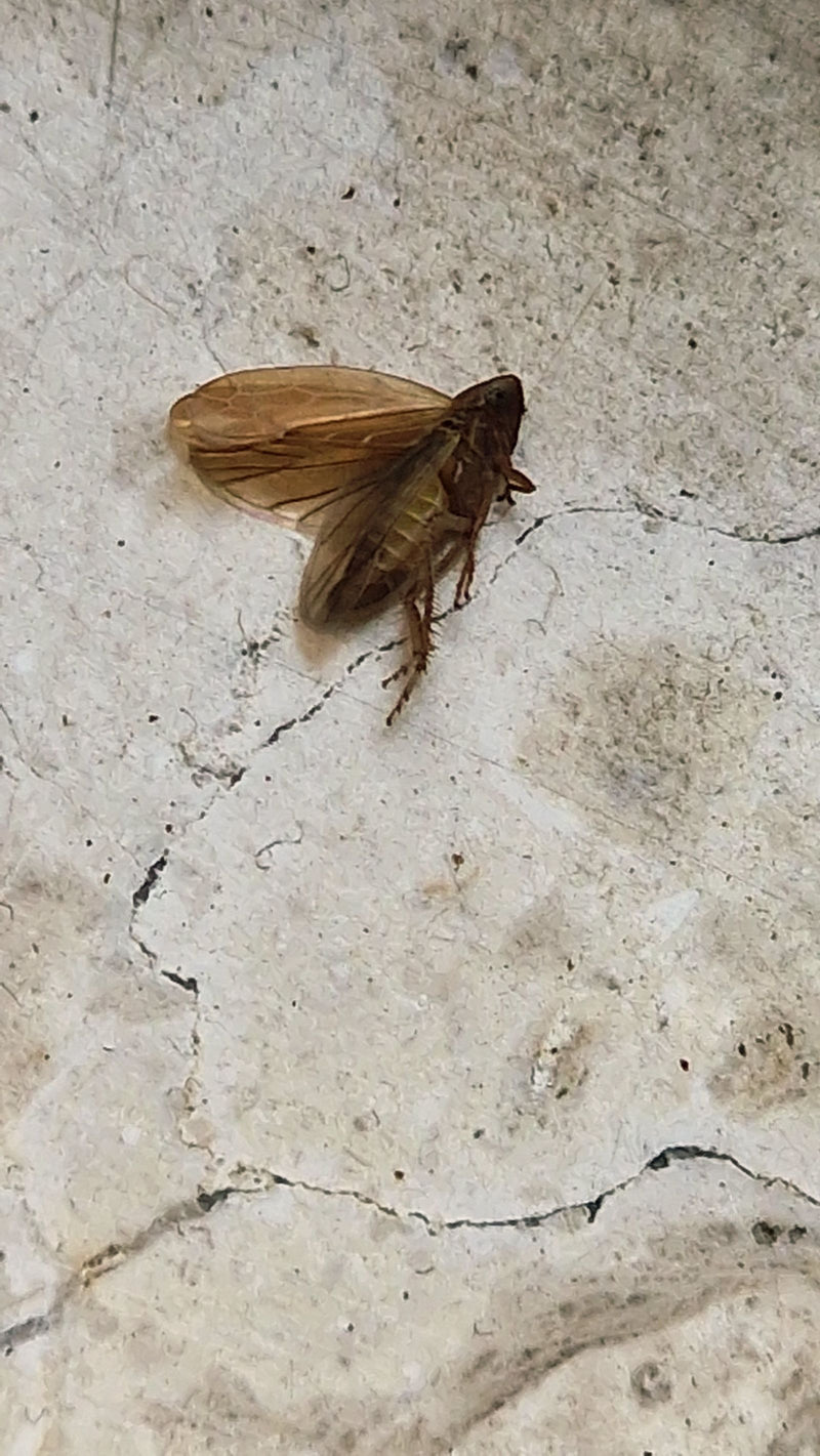 Cicala pigmea — foto 4 di 12