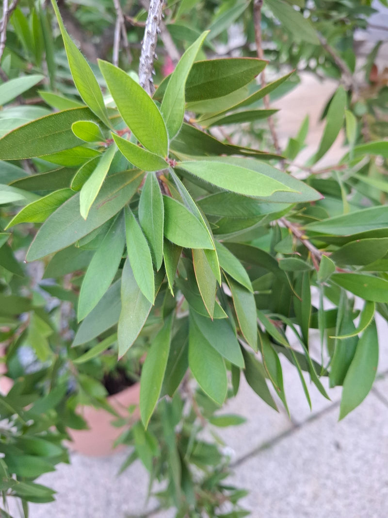 Pulitore per cilindri — Bild 1