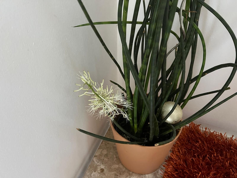 L'immagine mostra una sansevieria cilindrica in un vaso di fiori con foglie erette e cilindriche e un'infiorescenza in fiore. La pianta si trova all'interno ...