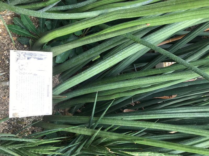 L'immagine mostra le foglie lunghe, cilindriche e succulente della sansevieria cilindrica in un'aiuola. Sulla sinistra è visibile un cartello informativo bia...