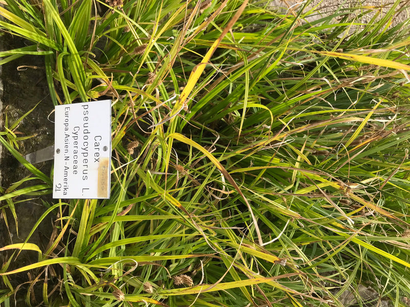 Carice di erba cipollina — foto 1 di 1