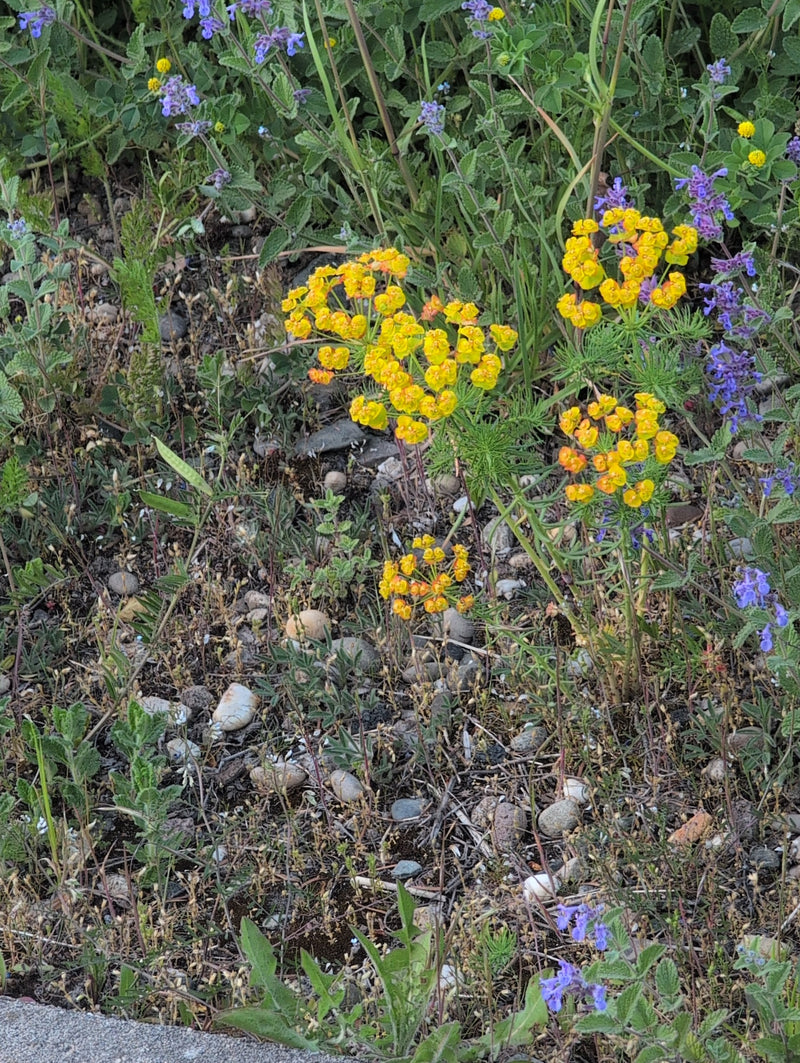 Euforbia di cipresso — Bild 1