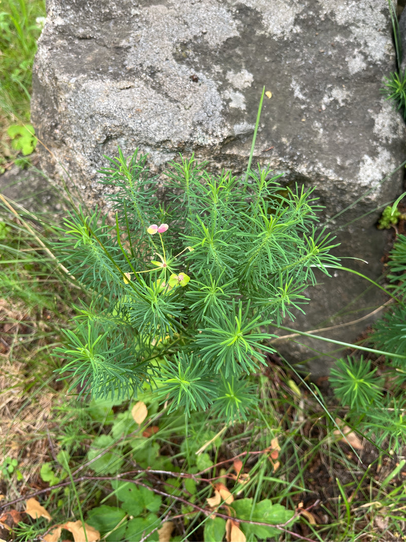 Si vede un'euforbia cipressina con le sue tipiche foglie fini a forma di ago, che cresce davanti a una grande pietra. La pianta mostra la sua caratteristica ...