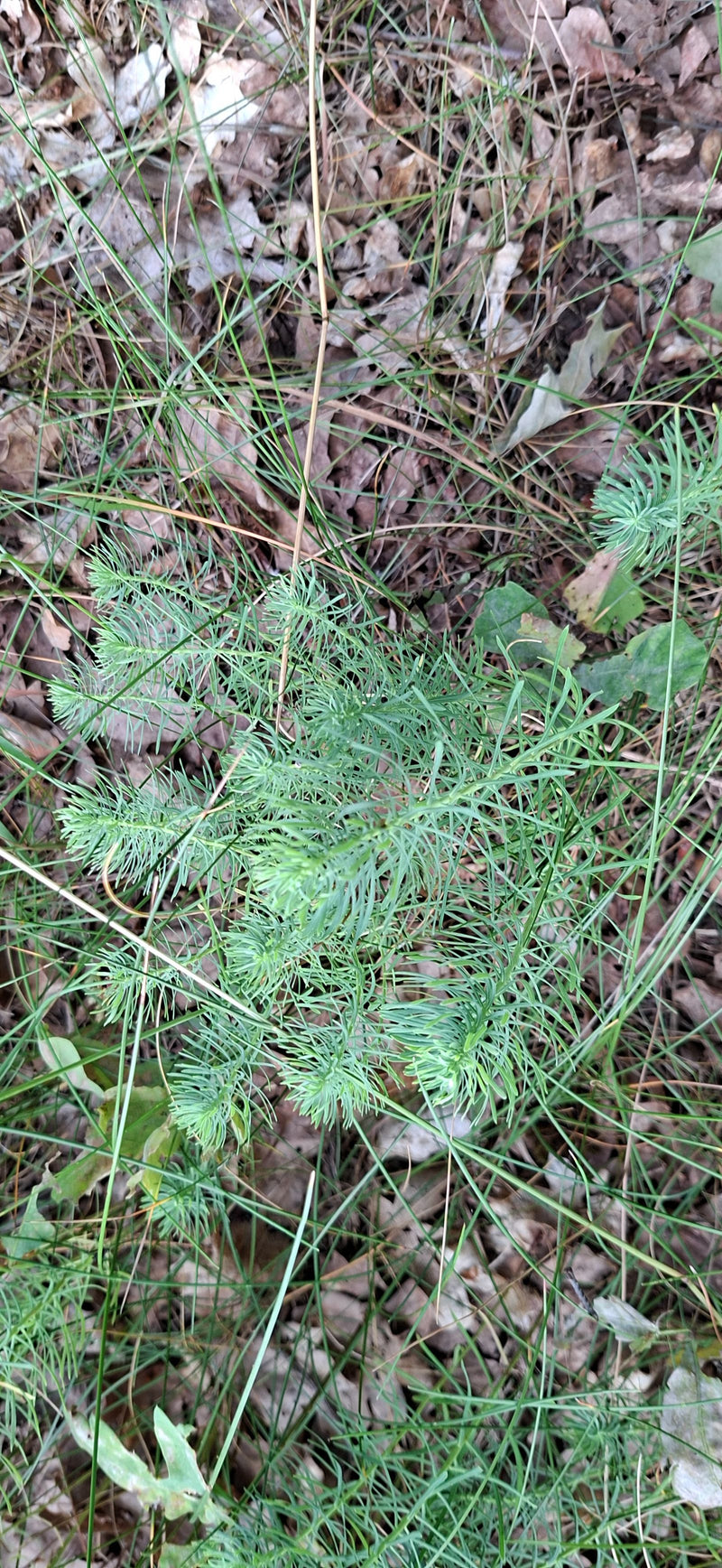 L'immagine mostra un'euforbia cyparissias vista dall'alto su un terreno forestale coperto di foglie e erba. Le foglie sottili della pianta sono chiaramente v...