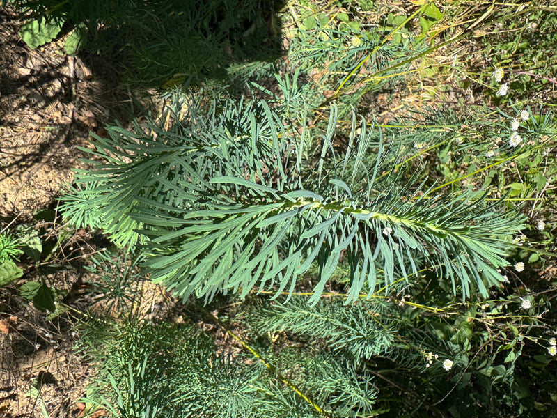 L'immagine mostra un'euforbia cyparissias con le sue tipiche foglie aghiformi. La pianta cresce in un ambiente soleggiato su terreno asciutto.