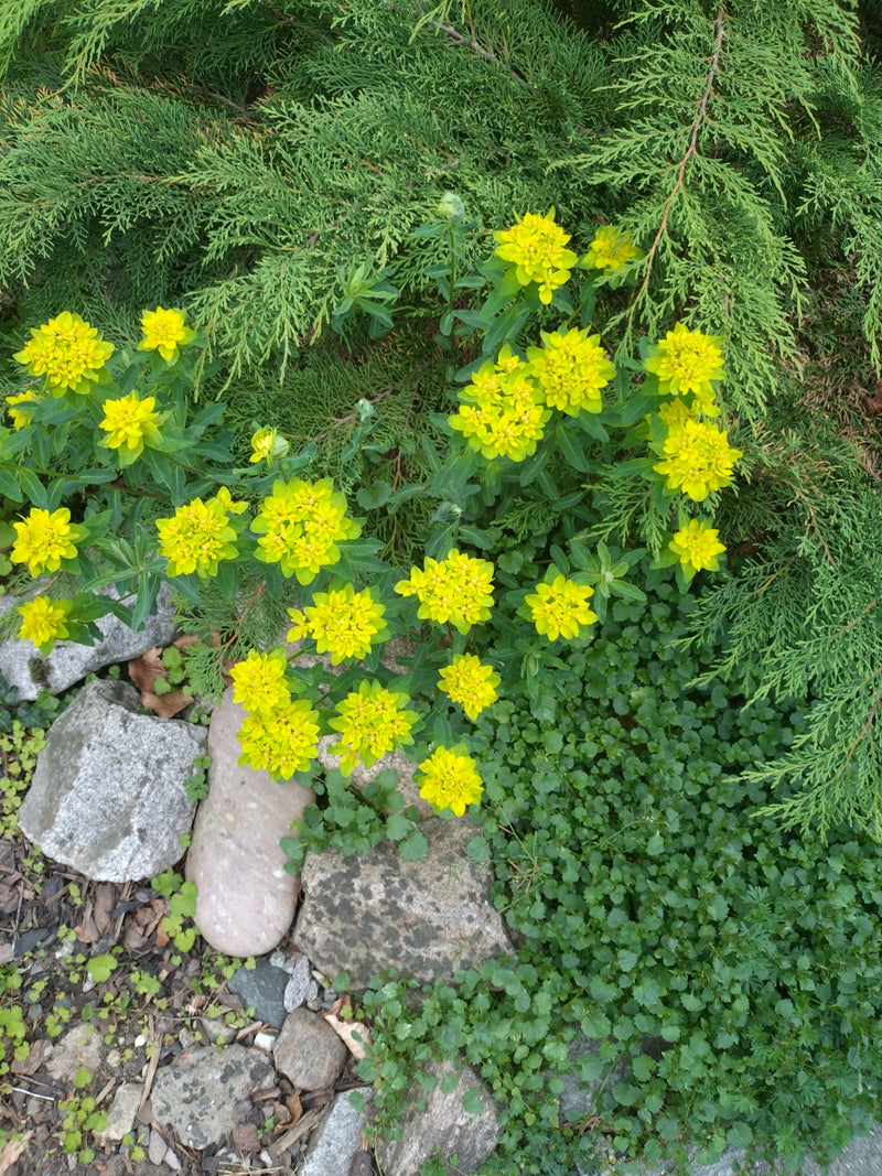 L'euforbia cyparissias mostra le sue caratteristiche infiorescenze giallo vivo. Cresce in un ambiente di pietre, terra e conifere.