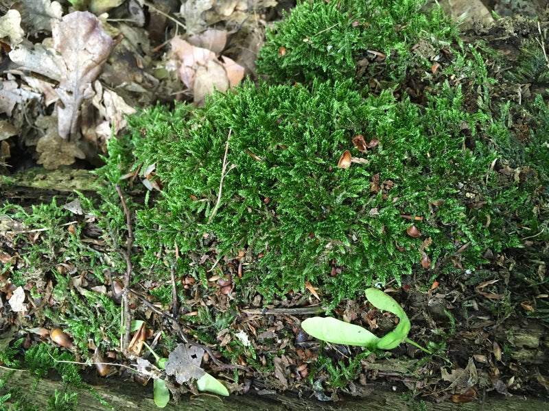 Si vede un fitto cuscino verde di Hypnum cupressiforme, che cresce su legno morto e terreno boschivo. Le tipiche foglie ricurve sono chiaramente riconoscibili.