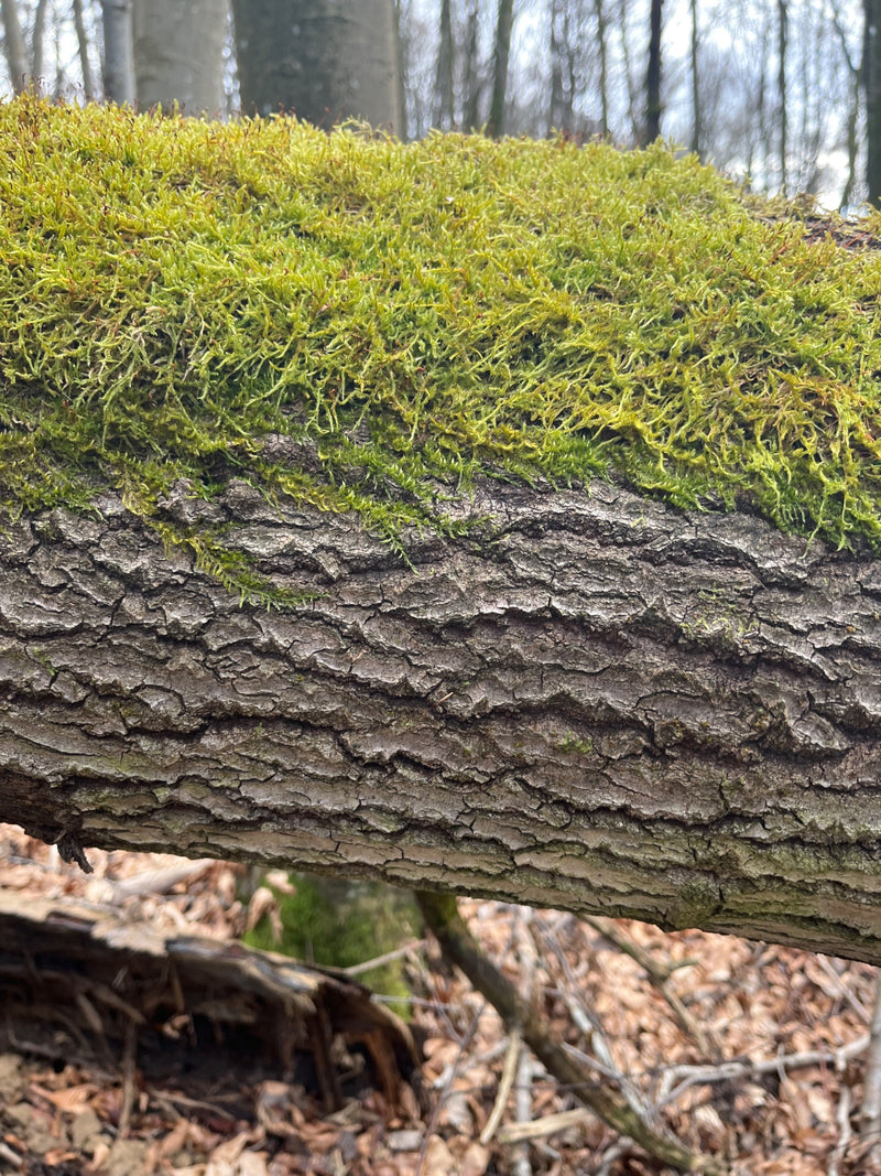 Un denso tappeto di muschio a foglie di cipresso cresce sulla corteccia ruvida di un tronco d'albero caduto. Sfondo di bosco rado.