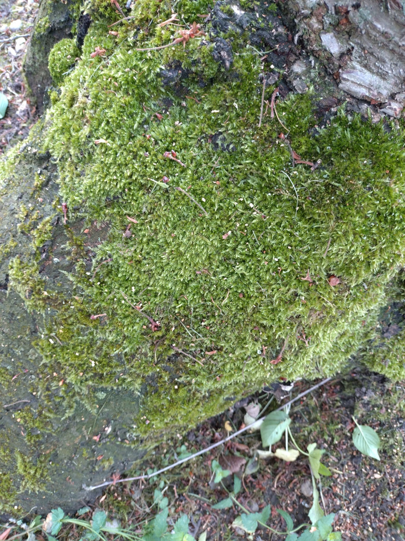 L'immagine mostra un denso tappeto di muschio a foglia di cipresso che cresce sulla corteccia di un albero.