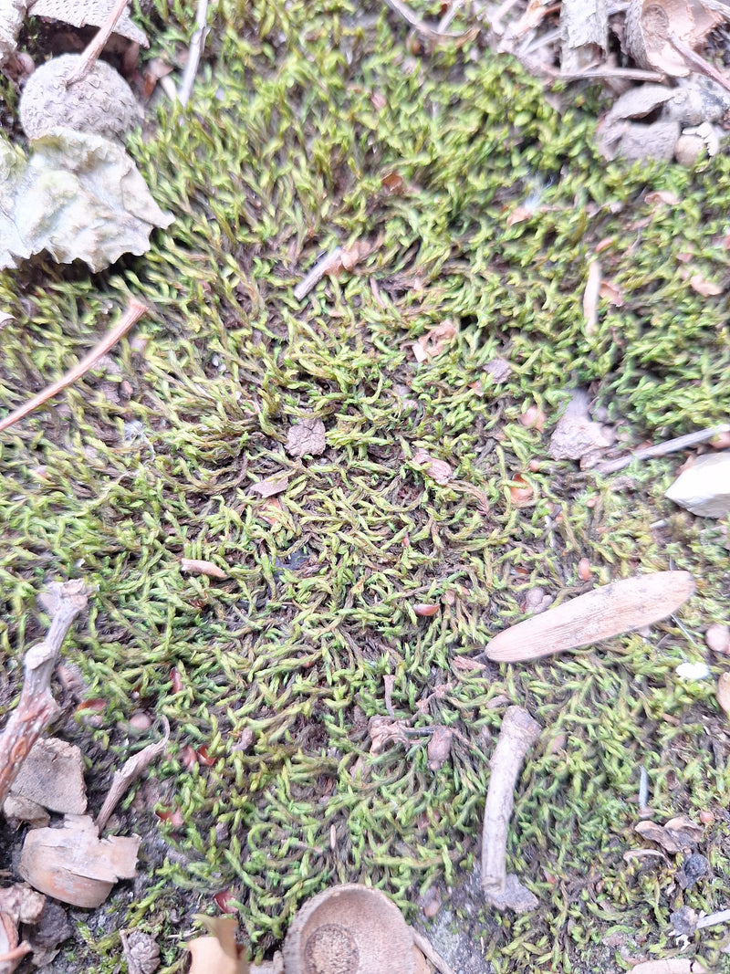 L'immagine mostra un denso tappeto di muschio a foglie di cipresso sul suolo della foresta, cosparso di piccoli rami e foglie.