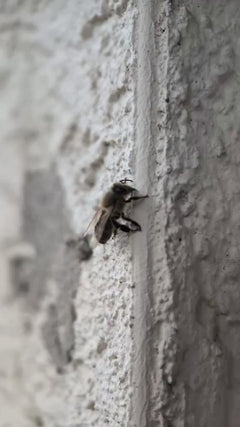 ape mellifera – Oberursel (Taunus)