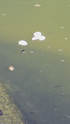 Strider acquatico comune – Gersfeld (Rhön), Assia