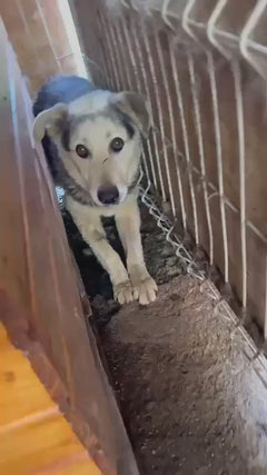 cane domestico