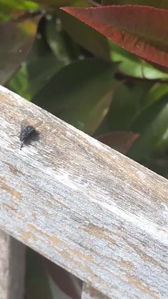 Grande mosca domestica