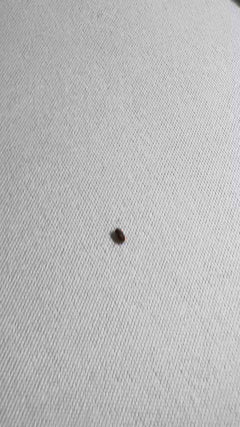 Scarabeo del pane – Ratingen
