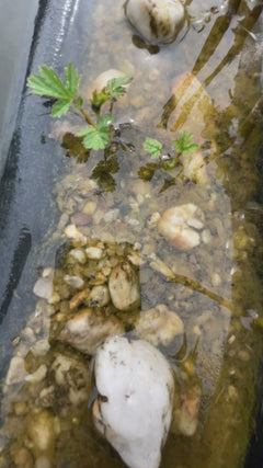 Strider acquatico comune – Eisenach, Turingia