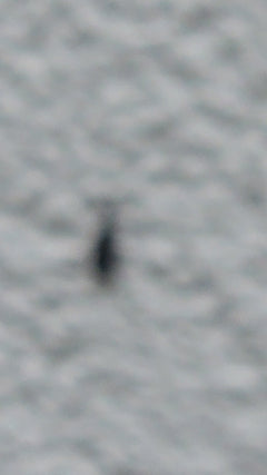 Marzo vola