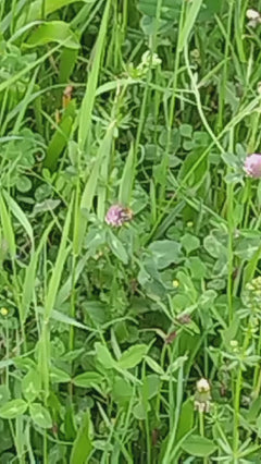 ape mellifera – Münchenstein, Basilea Campagna