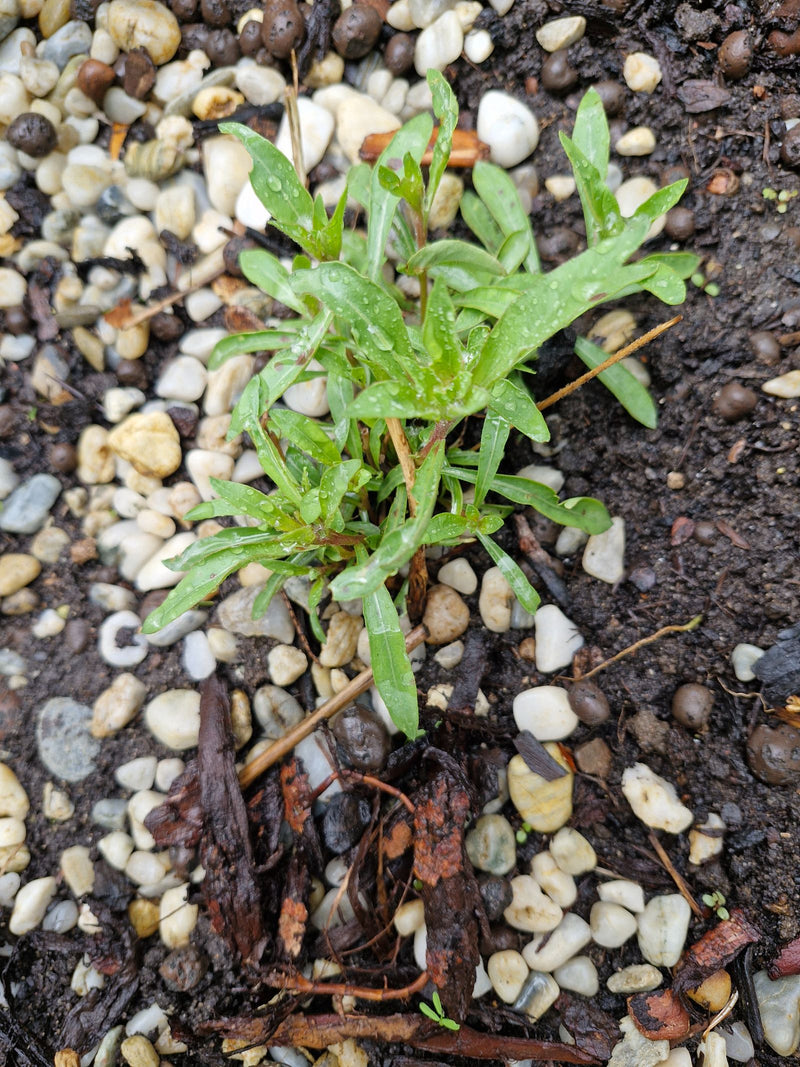 L'immagine mostra una giovane pianta di epilobio con foglie verdi che cresce su terreno umido tra piccoli sassi. La pianta è in una fase precoce di crescita.