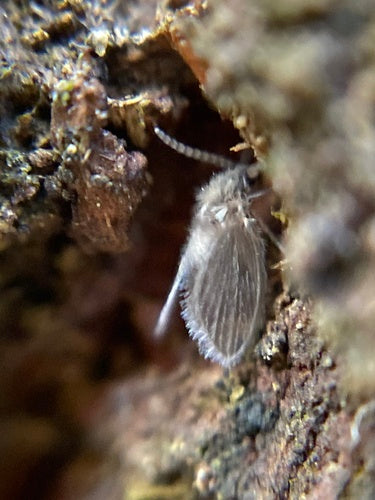 mosca dell'aborto — Bild 1