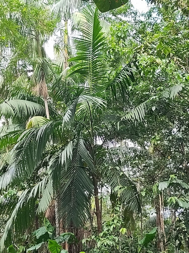 Bacca di acai — Bild 1