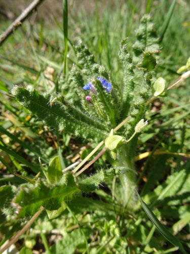 Campo Crookneck — Bild 4