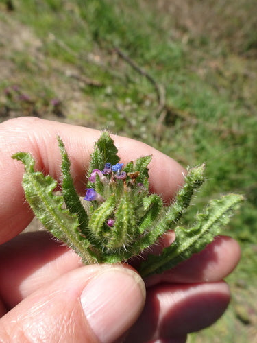 Campo Crookneck — Bild 3