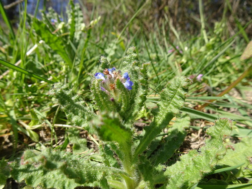 Campo Crookneck — Bild 2
