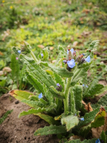 Campo Crookneck — Bild 5