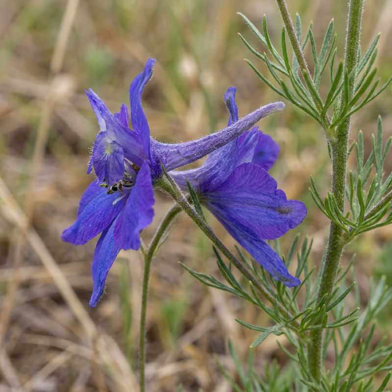 Delfinio di campo