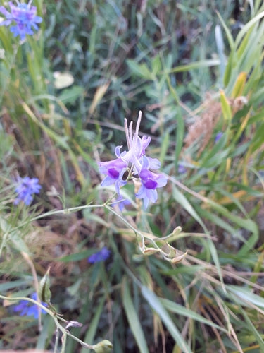 Delfinio di campo — foto 4 di 10