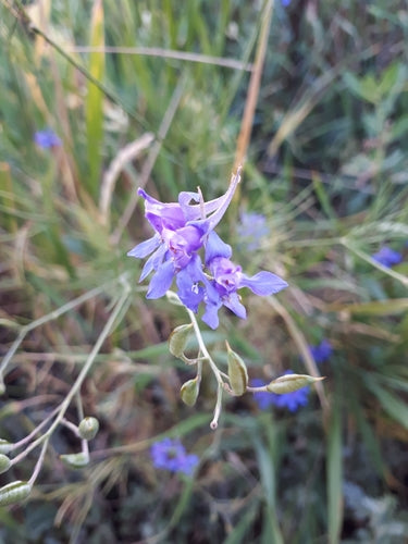 Delfinio di campo — foto 3 di 10