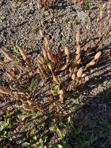 Equiseto di campo — Bild 4