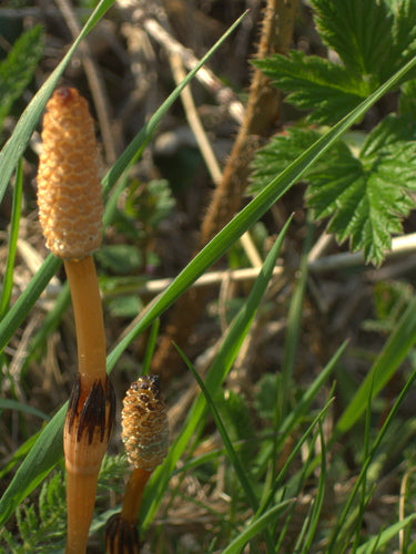 Equiseto di campo — Bild 5