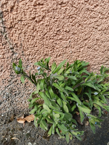 Non ti scordar di me sul campo — foto 5 di 10