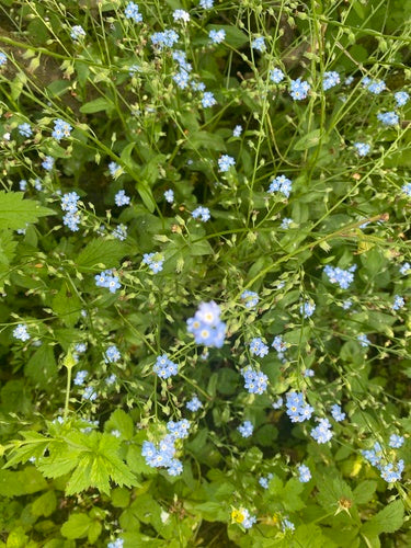 Non ti scordar di me sul campo — Bild 5