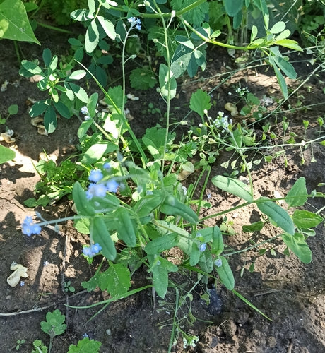 Non ti scordar di me sul campo — Bild 2
