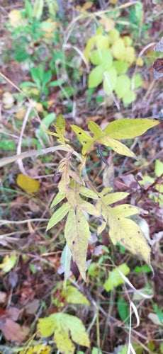 Campo Scabio — Bild 2