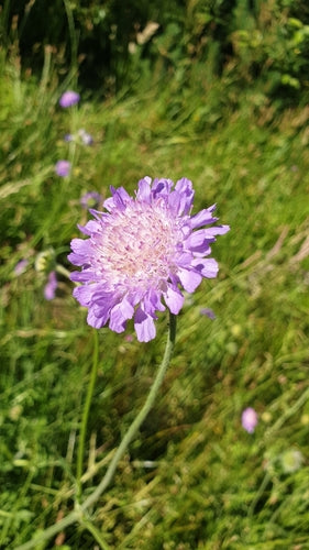 Campo Scabio — Bild 4