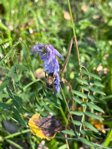 Calabrone da campo — Bild 4