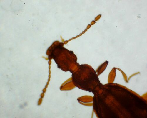 Adistemia Watsoni — foto 5 di 7