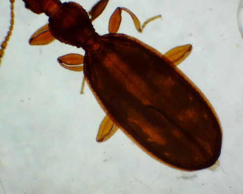 Adistemia Watsoni — foto 4 di 7